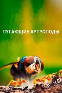 Пугающие артроподы
