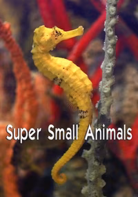 Super Small Animals